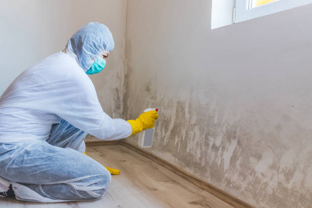 Licensed Mold Removal service in North, VA - WQB Mold Removal
