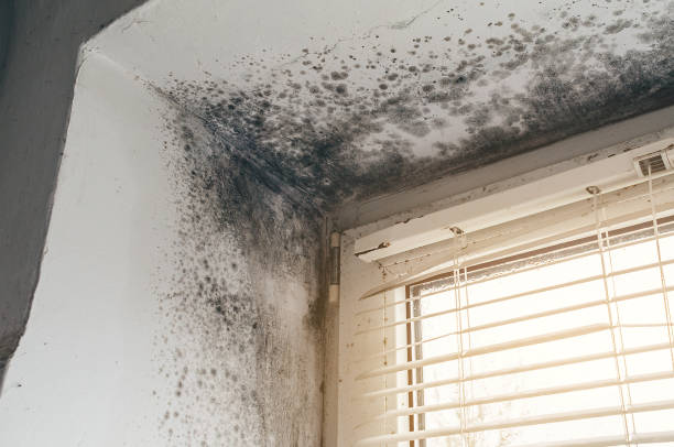 Affordable Mold Removal solutions in North, VA