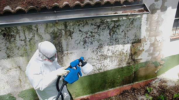Top rated local Mold Removal specialists in North, VA